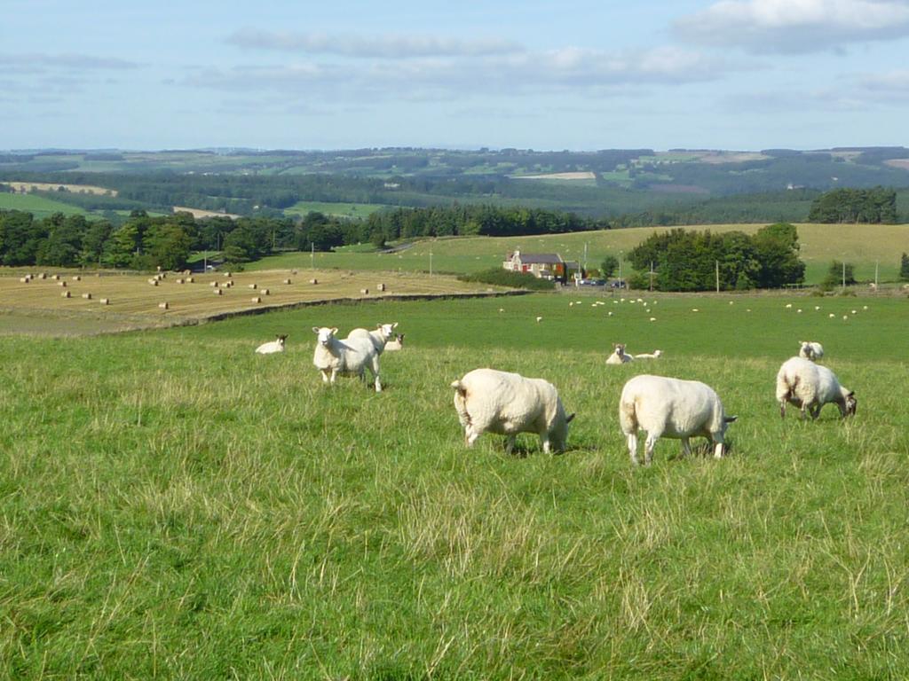 Rye Hill Farm Bed & Breakfast Hexham Exterior foto