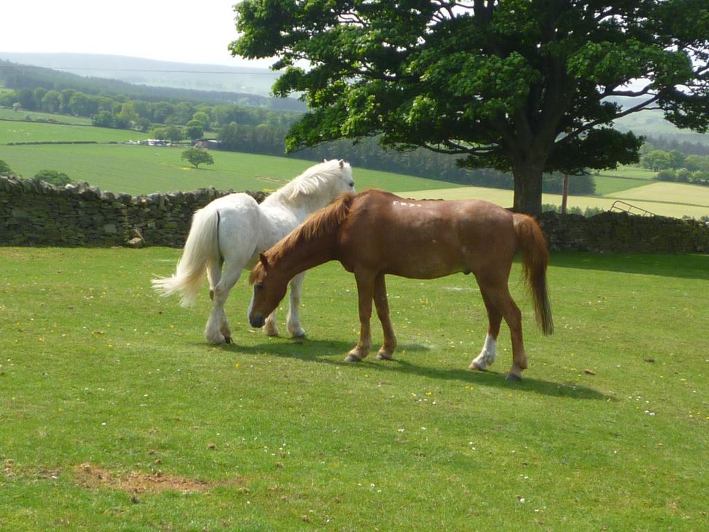 Rye Hill Farm Bed & Breakfast Hexham Exterior foto